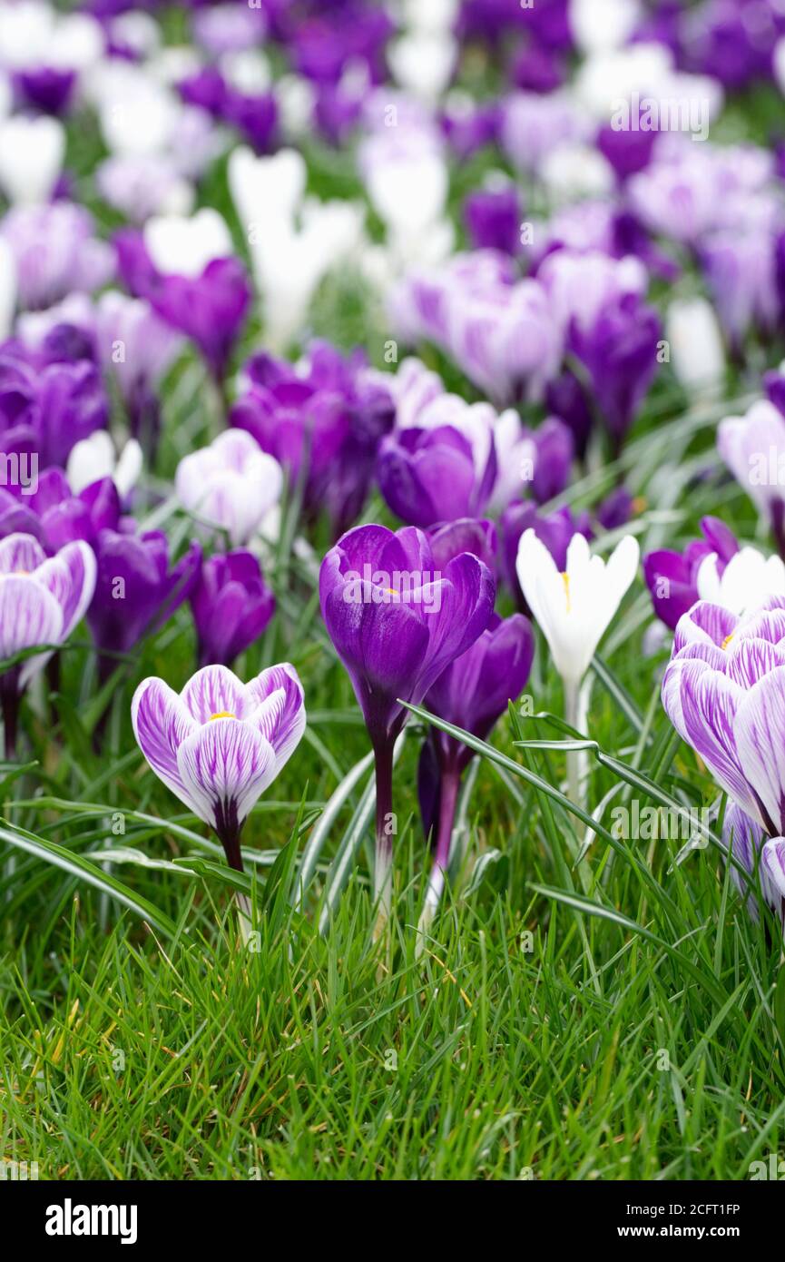 Frühling Krokusse in Grünland am RHS Wisley wachsen. Stockfoto