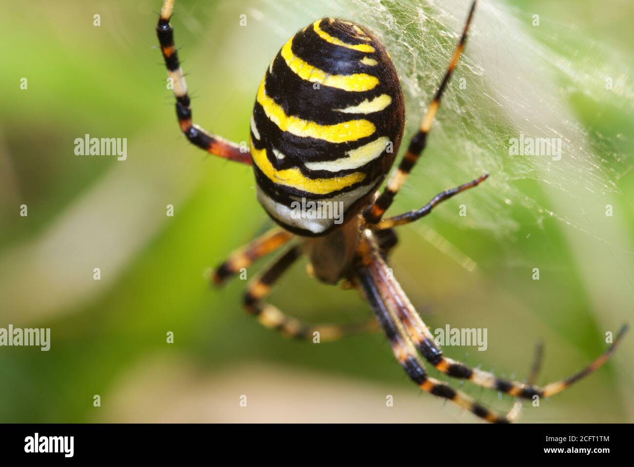 Weibliche Wespenspinne im Makro Stockfoto