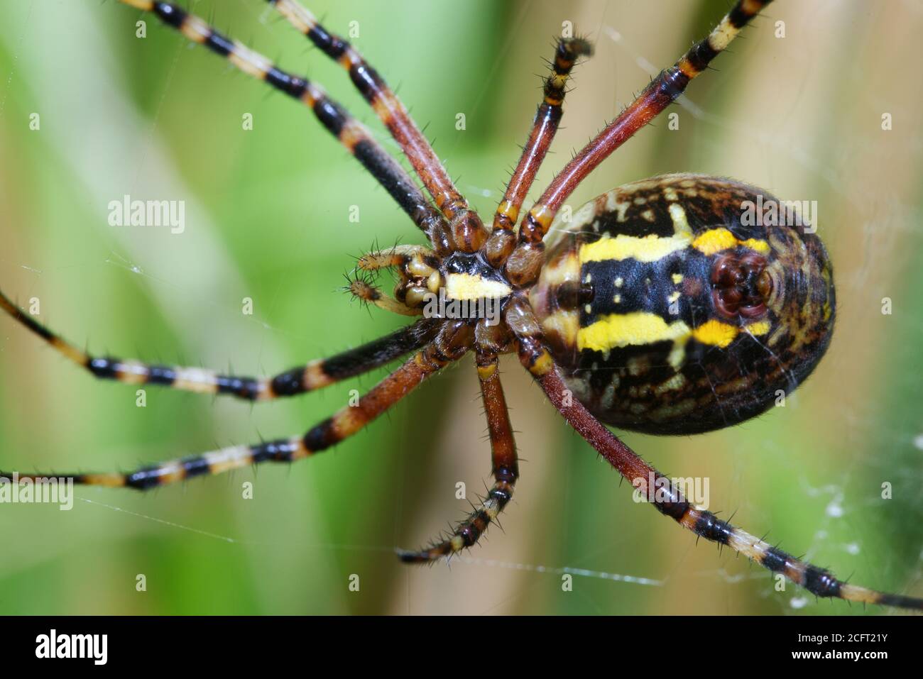 Weibliche Wespenspinne im Makro Stockfoto