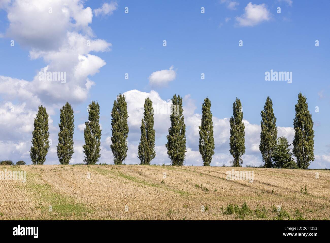 Eine Reihe von Pappelbäumen und ein Feld von Stoppeln in der Nähe des Dorfes Severn Vale von Maisemore, Gloucestershire UK Stockfoto