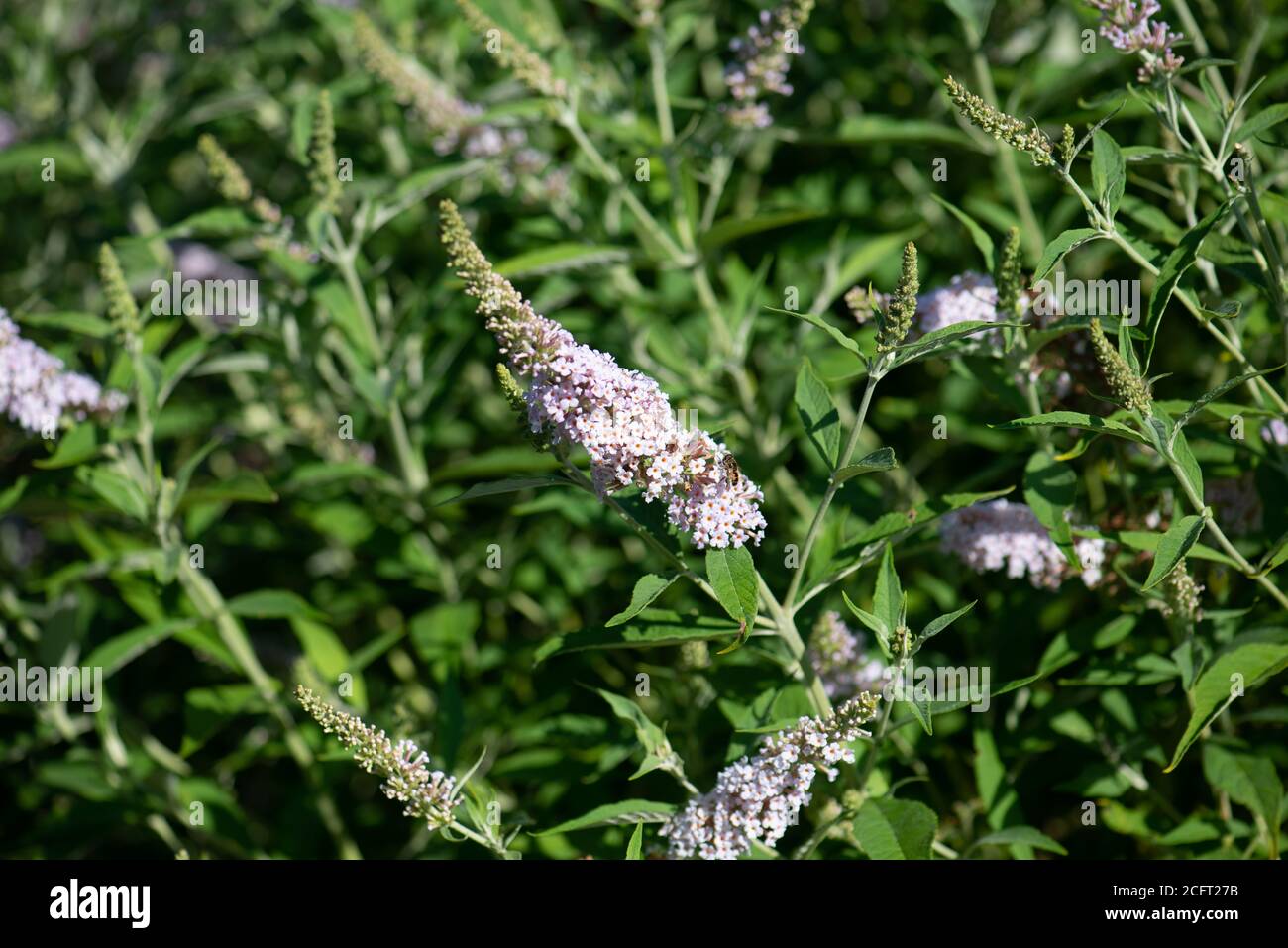 Buddleja Blumen im Sommer aufgenommen in der nationalen Sammlung In Hampshire Stockfoto