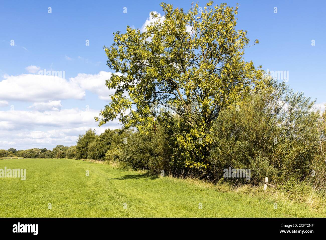 Eine gesunde Esche im Frühherbst am Ufer des Flusses Severn in der Nähe des Dorfes Maisemore in Severn Vale, Gloucestershire, Großbritannien Stockfoto