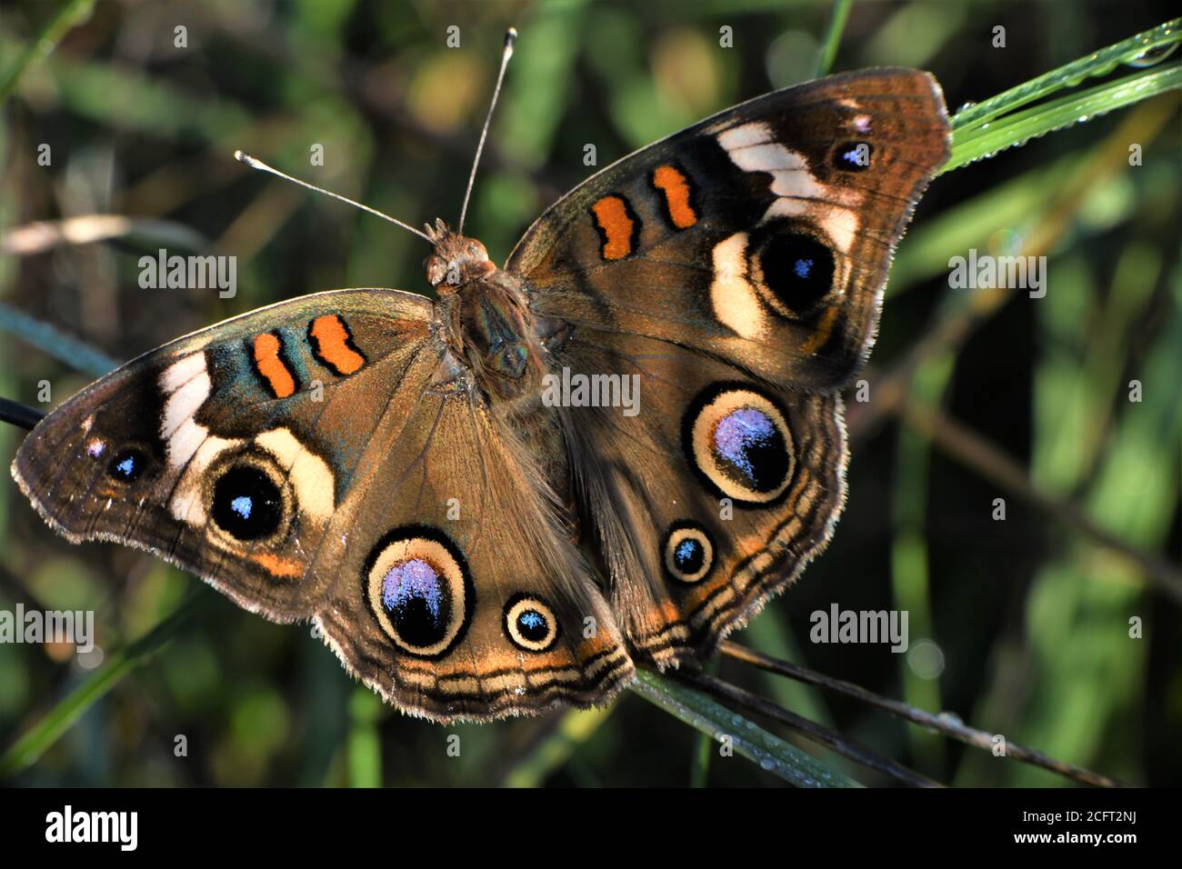 Ein gewöhnlicher buckeye Schmetterling. Stockfoto