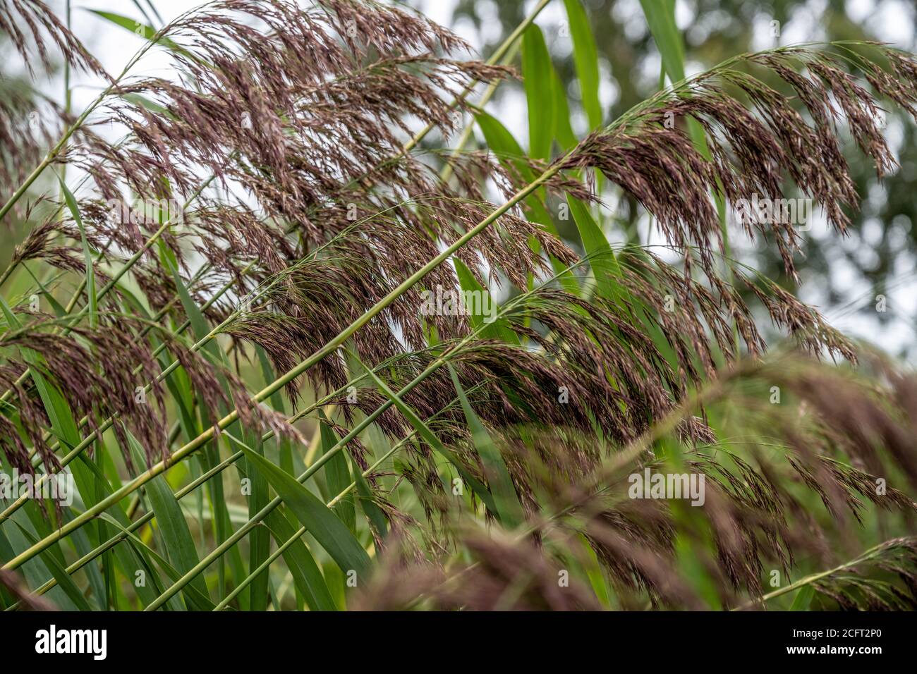 Gewöhnliches Schilf [Phragmites australis], das auf einem Kanalufer wächst. Stockfoto