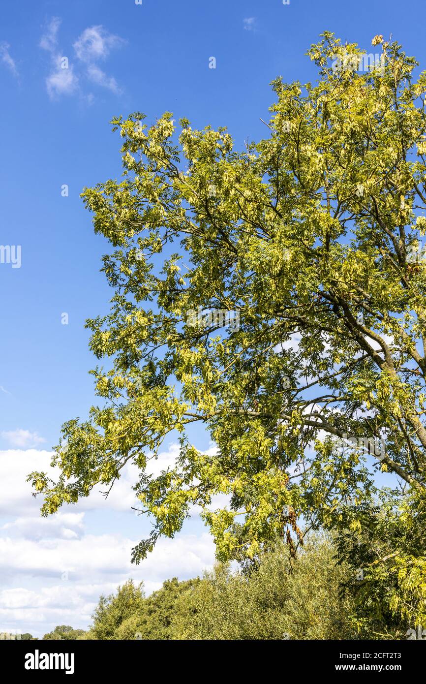 Eine gesunde Esche im Frühherbst am Ufer des Flusses Severn in der Nähe des Dorfes Maisemore in Severn Vale, Gloucestershire, Großbritannien Stockfoto