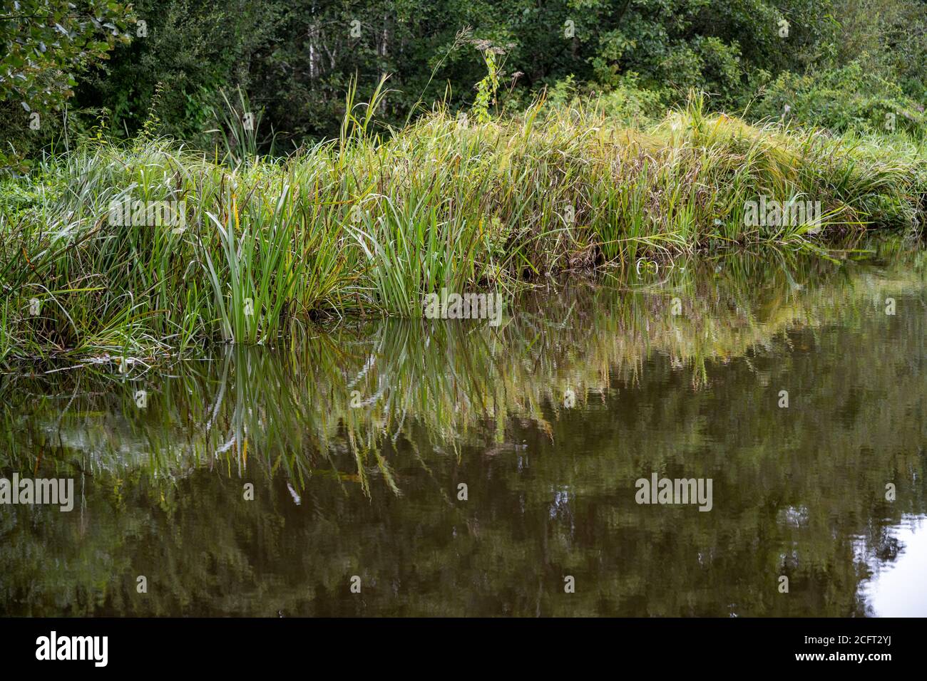 Bereich von Grasklumpen neben einem Kanal im Wasser reflektiert. Stockfoto