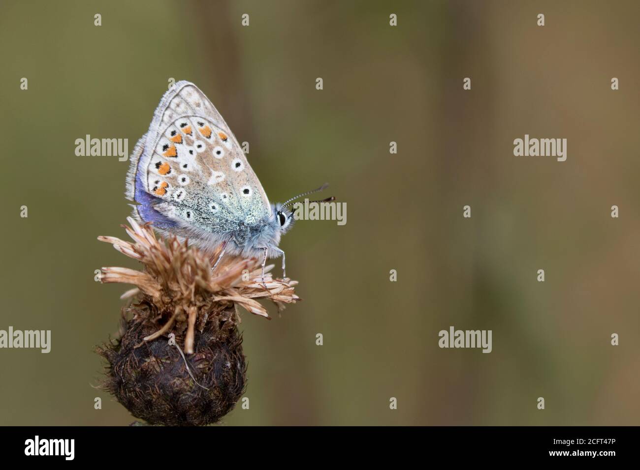 Gewöhnlicher Blauer Schmetterling (Männchen) in Ruhe Stockfoto