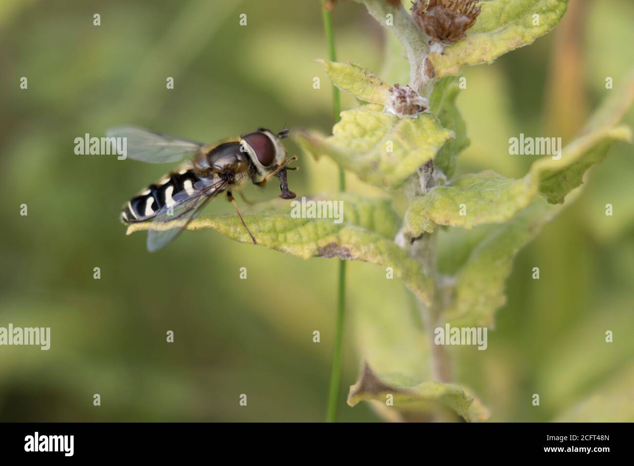Schwebfliege (Scaeva pyrastri), die sich selbst reinigt Stockfoto