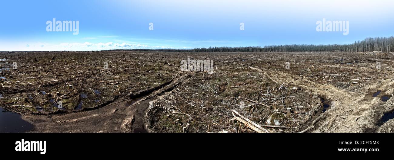 Boreal Forest. Riesige kontinuierliche Lichtung zum Horizont. Totale Entwaldung führt zu überschüssigem Kohlendioxid, Treibhauseffekt und globaler Erwärmung. Konzept: Stockfoto