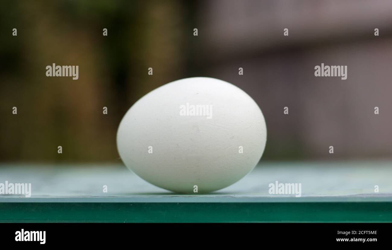 Hennen Ei mit Kopie Raum stehend auf grüner Oberfläche mit Weicher Hintergrund Stockfoto