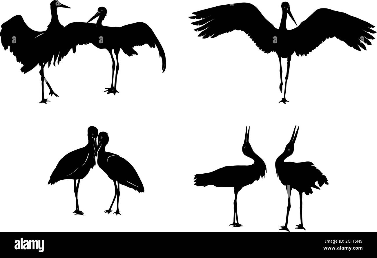 Storch, Vogel, Kran, weiß, schwarz, Vektor, Illustration, Grafik, Design, Bild, isoliert, Schnabel, Flügel, Flügel, gefiedert, Feder, Federn, Natur Stock Vektor
