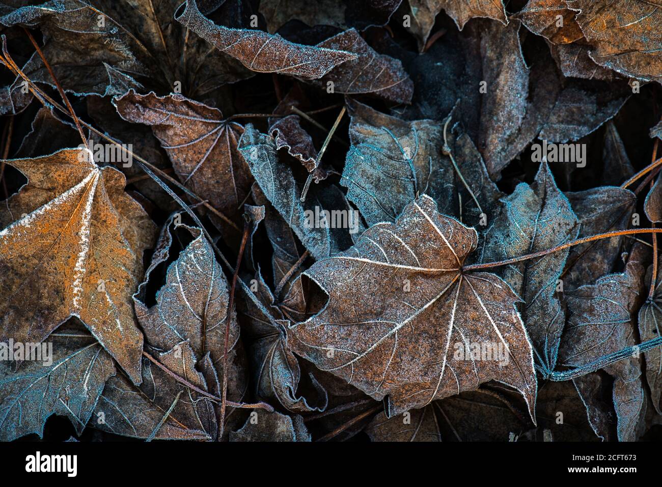 Nahaufnahme von gefrorenen Ahornblättern im Winter Stockfoto