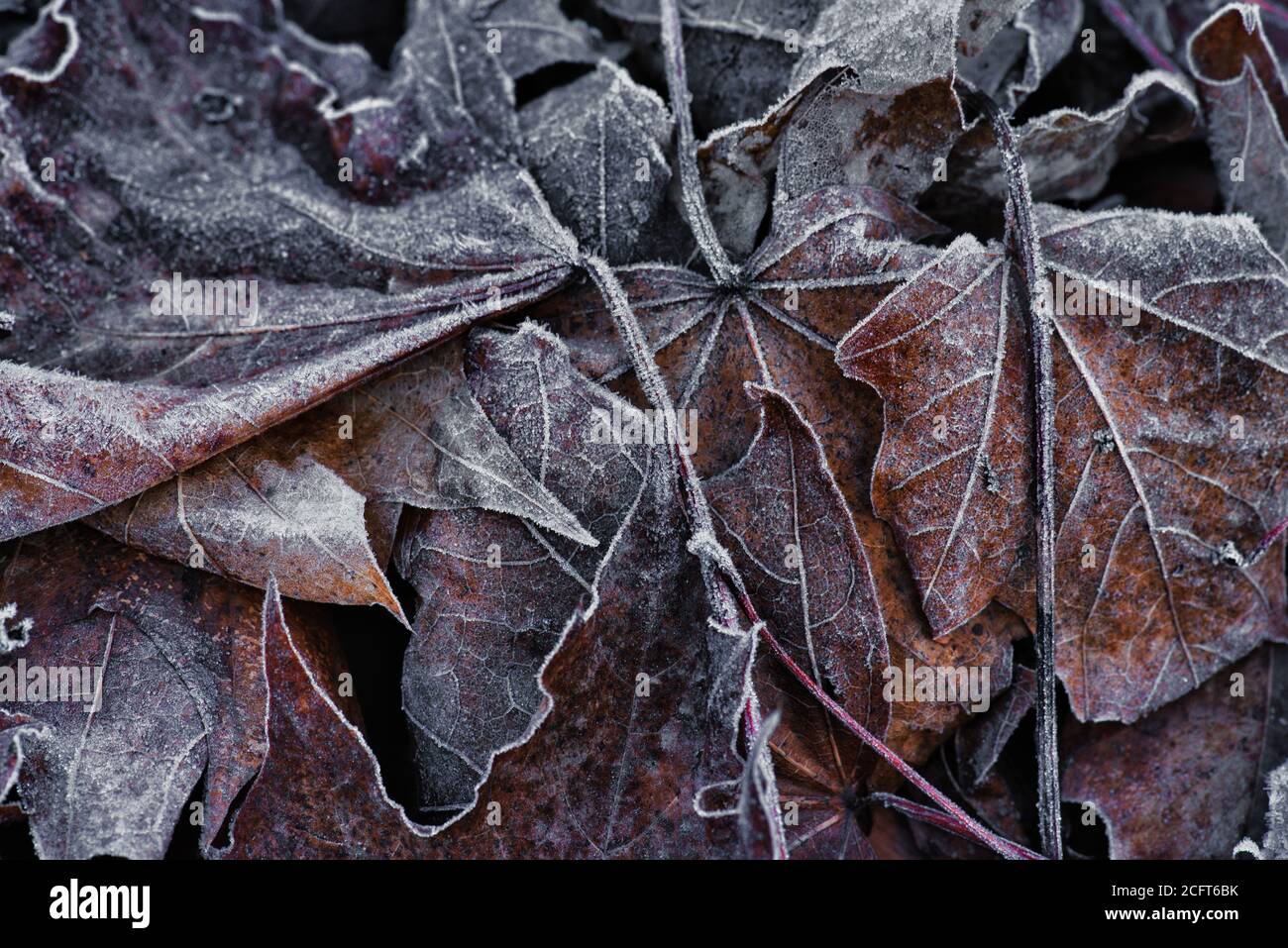 Nahaufnahme von gefrorenen Ahornblättern im Winter mit Frost Stockfoto