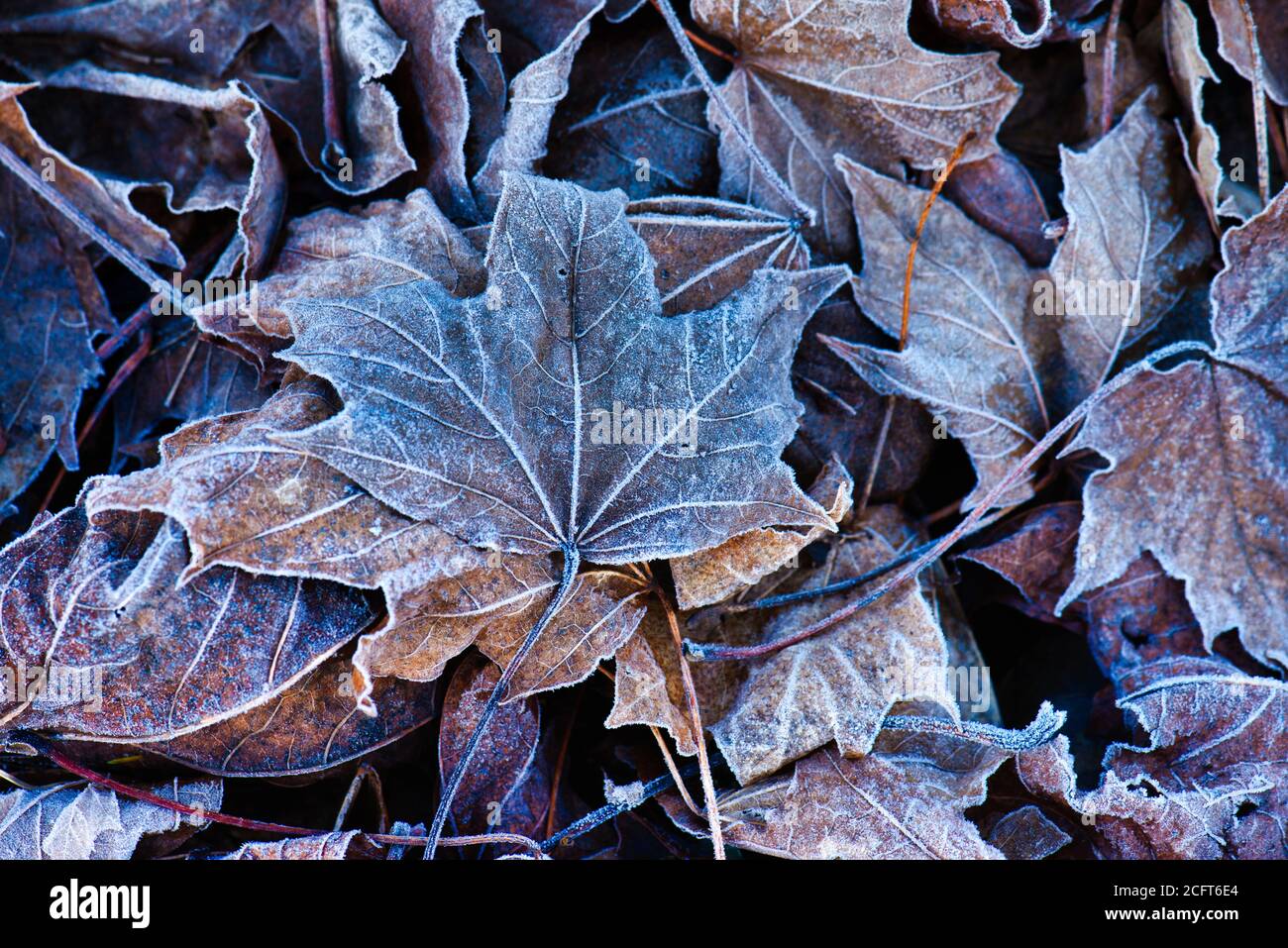 Nahaufnahme von gefrorenen Ahornblättern im Winter Stockfoto