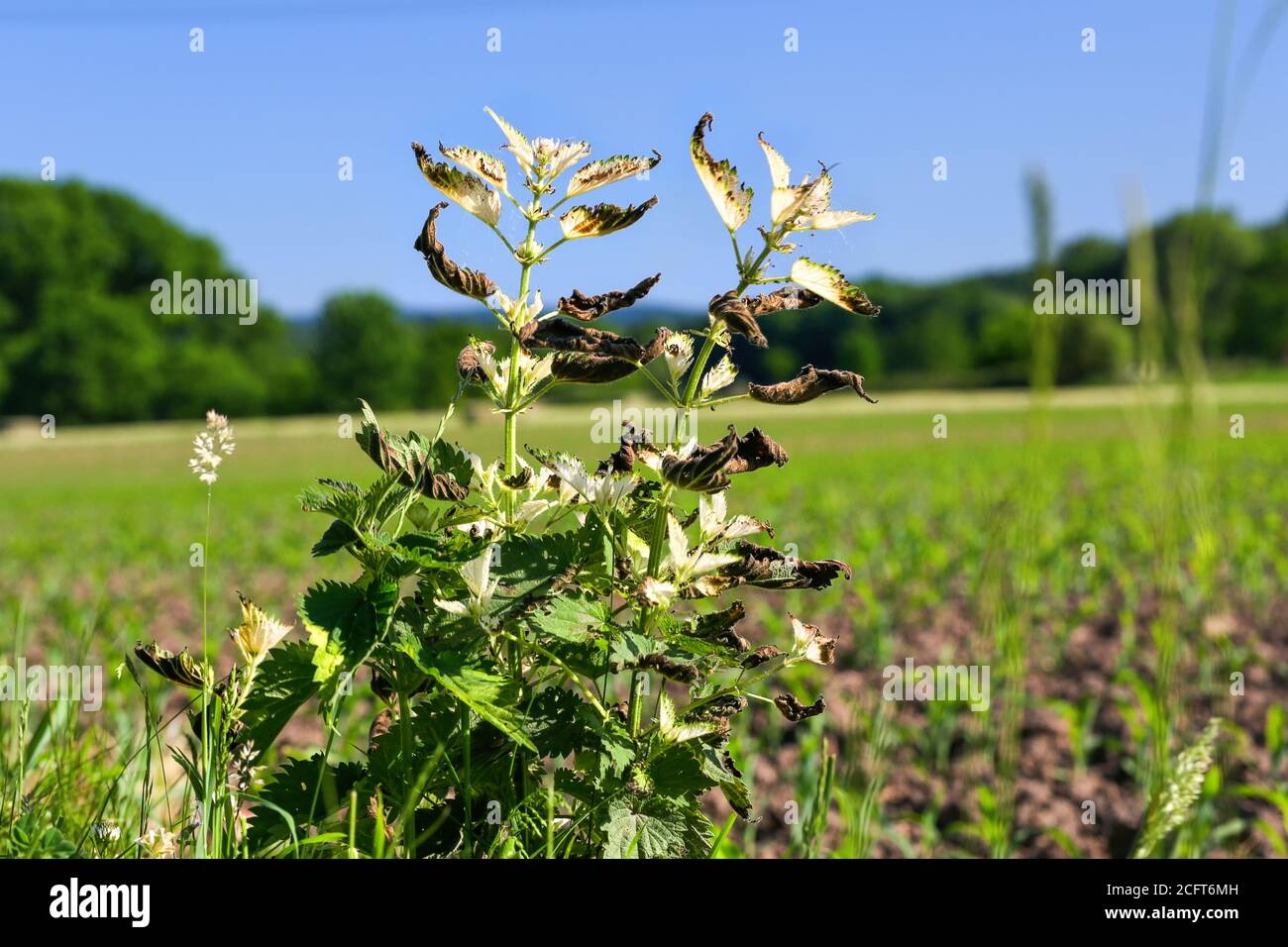 Brennnesseln neben einem Feld wurden versehentlich mit Brennnesseln behandelt Glyphosat und sterben jetzt Stockfoto