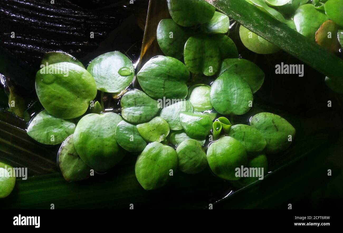 Schwimmende Aquarienpflanze oder Fischbecken, Seerose Typ. Limnobium laevigatum. Stockfoto