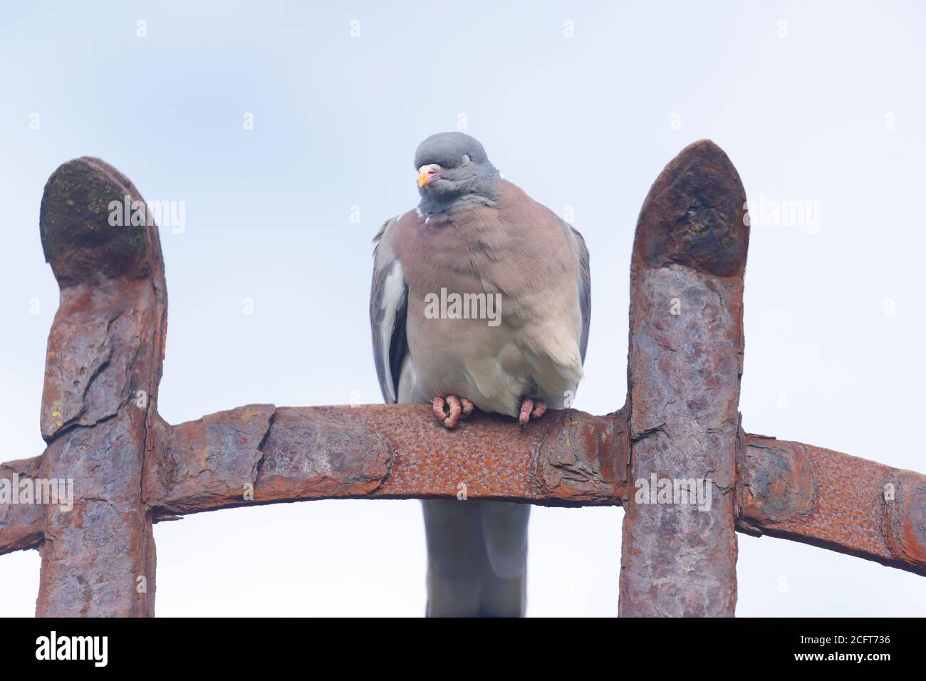 Eine Waldtaube thront auf einem alten Leuchtturmkorb in Flamborough, East Yorkshire Stockfoto