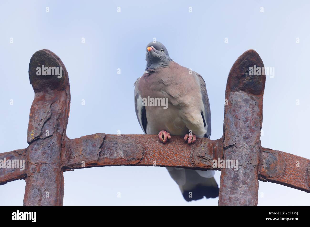 Eine Waldtaube thront auf einem alten Leuchtturmkorb in Flamborough, East Yorkshire Stockfoto