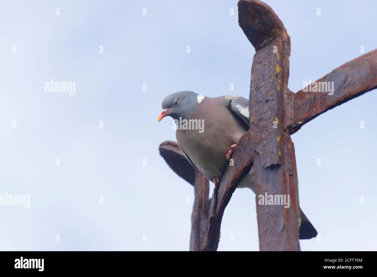 Eine Waldtaube thront auf einem alten Leuchtturmkorb in Flamborough, East Yorkshire Stockfoto