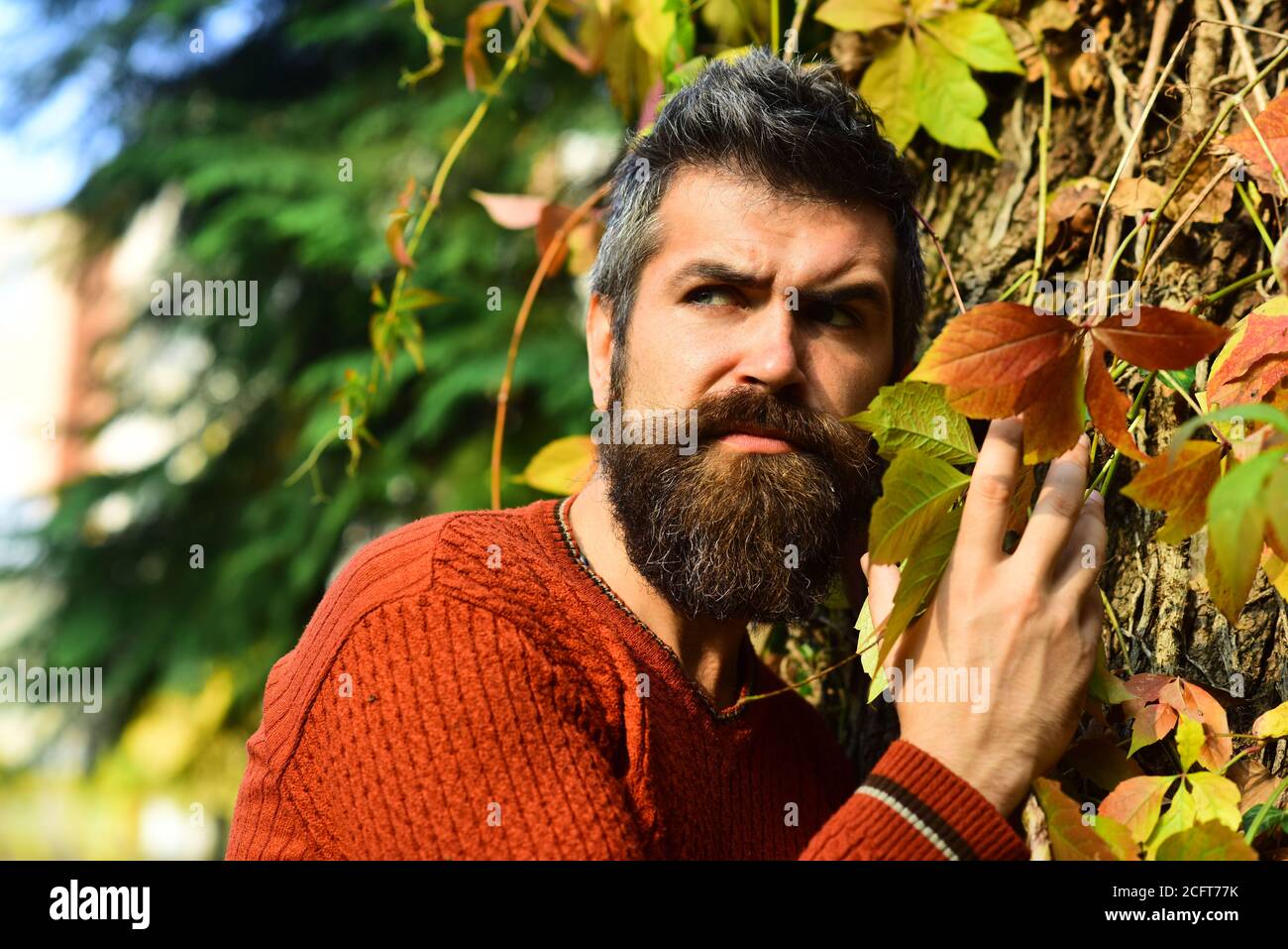 Mann mit strengem Gesicht auf Herbst Efeu Bltter Hintergrund. Kerl posiert  neben Baum mit roten Blttern. Herbstsaison und Mnnlichkeit Konzept. Macho  mit Bart geniet Herbst Zeit Stockfotografie - Alamy