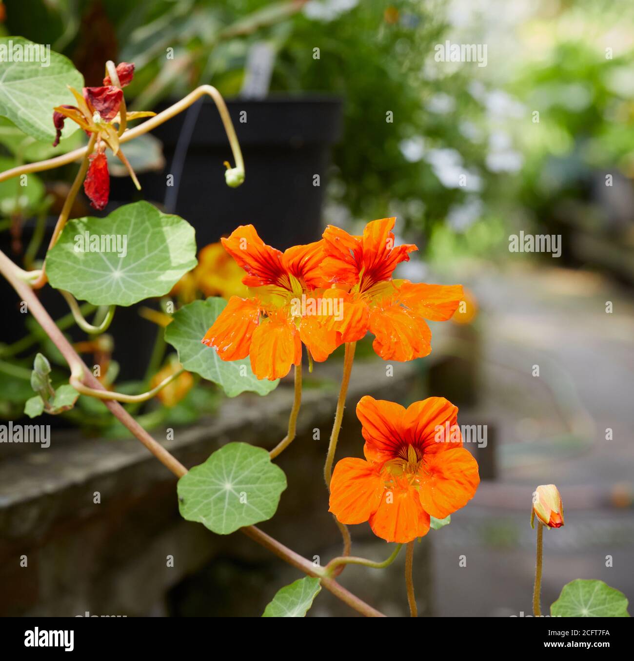 Selbst angebaute Nasturtiums in Blumentopf in voller Blüte Der Amateur Moorland Garten auf 900ft Stockfoto