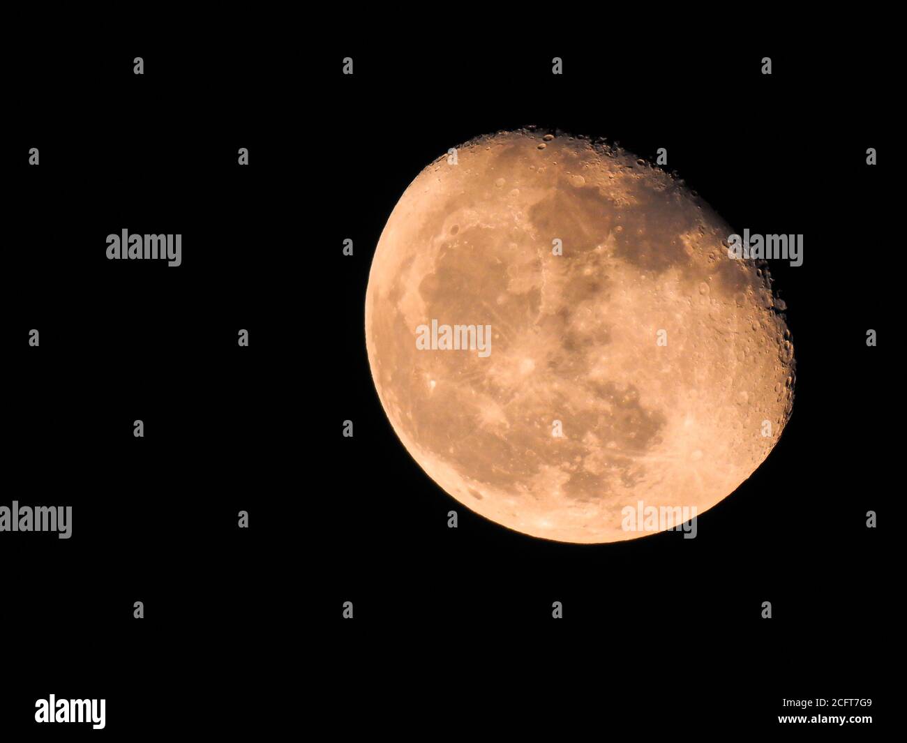 Detailreiche Nahaufnahme des großen und rosa schwingenden Gibbos-Phase-Mondes auf schwarzem Hintergrund, mit Kratern Stockfoto