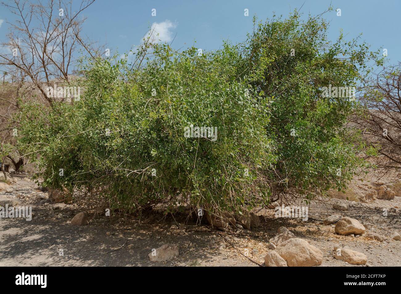 Ein üppiger Zahnbürstenbaum Salvadora indica in einem Lebensraum Restaurierung Im Sommer im ein gedi Naturschutzgebiet in israel Stockfoto