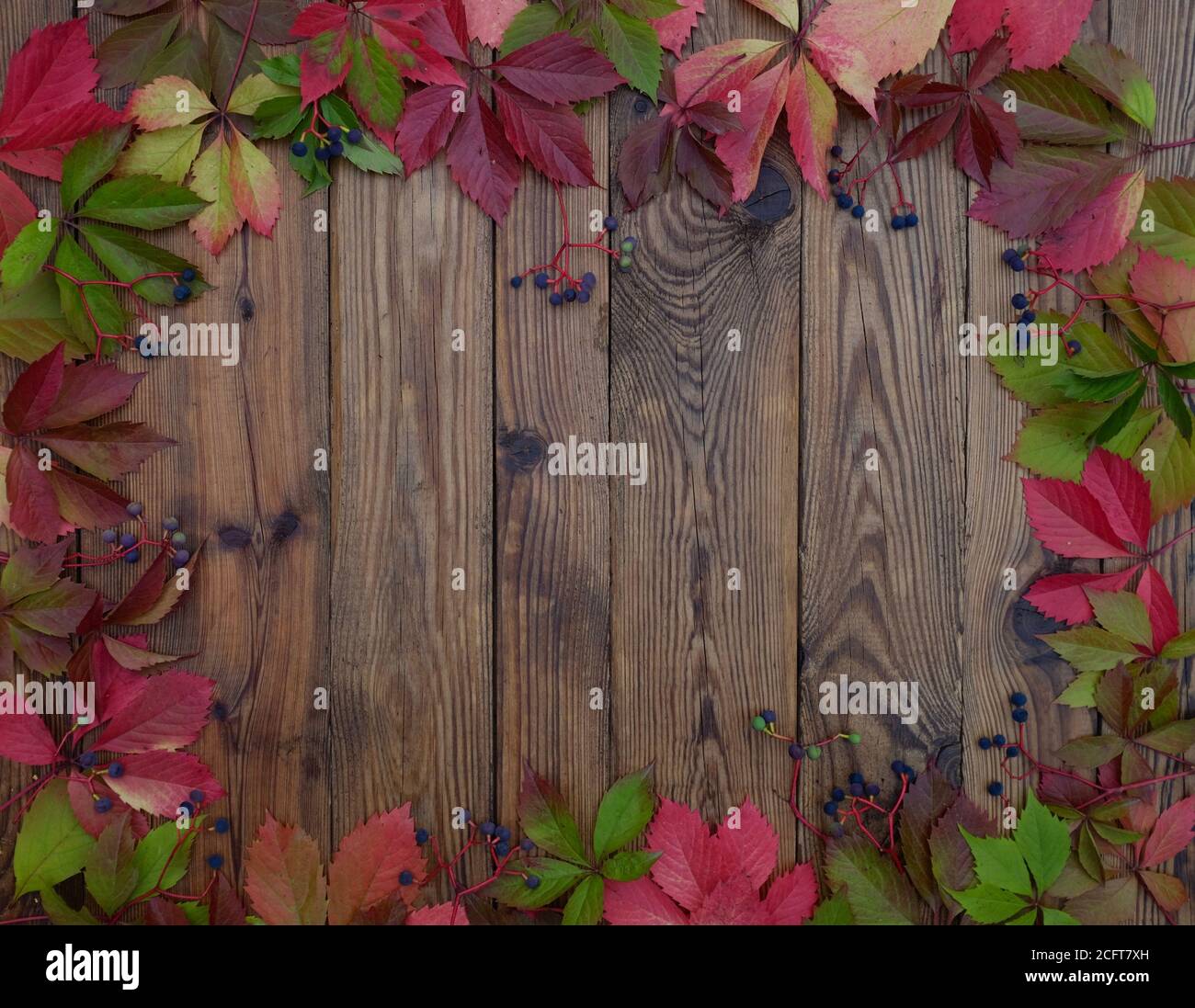 Herbsthintergrund von roten Blättern wilder Trauben auf Holzbrettern mit Kopierraum. Stockfoto