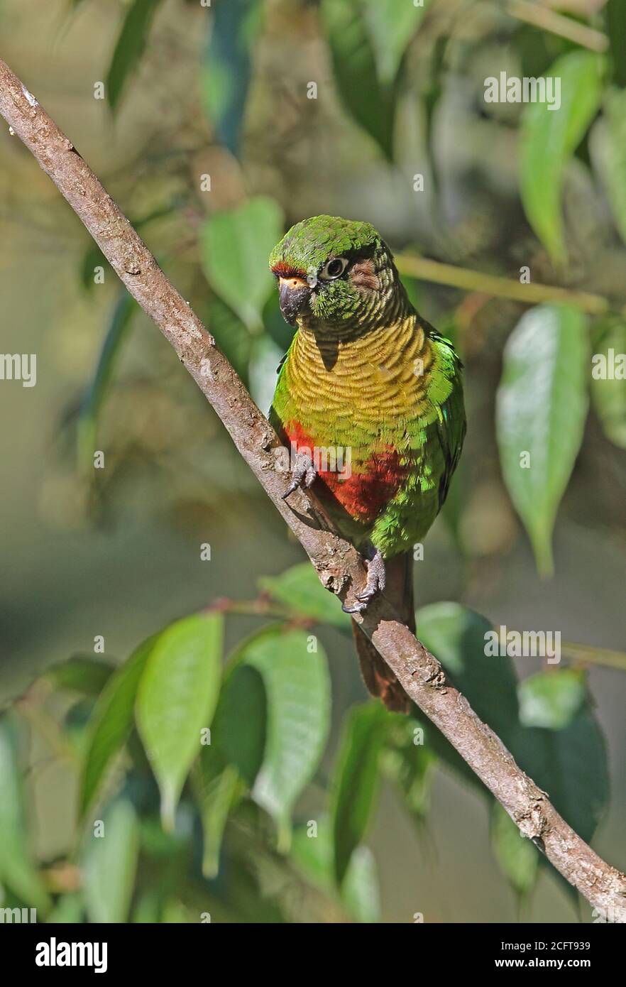 Kastanienbäuchiger Sittich (Pyrrhura frontalis frontalis) Erwachsener am Zweig REGUA, Atlantischer Regenwald, Brasilien Juli Stockfoto