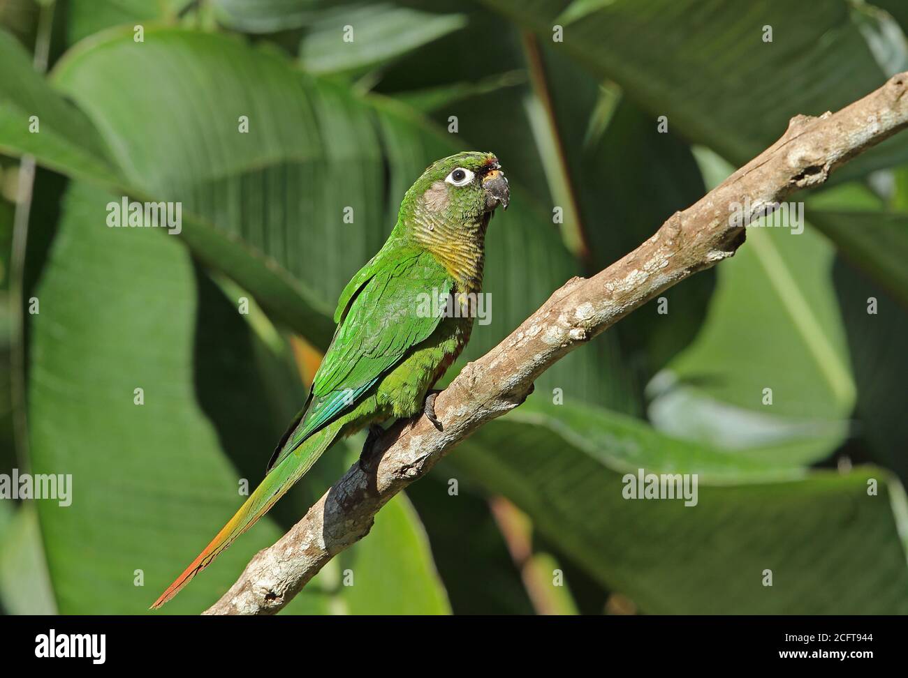 Kastanienbäuchiger Sittich (Pyrrhura frontalis frontalis) Erwachsener am Zweig REGUA, Atlantischer Regenwald, Brasilien Juli Stockfoto