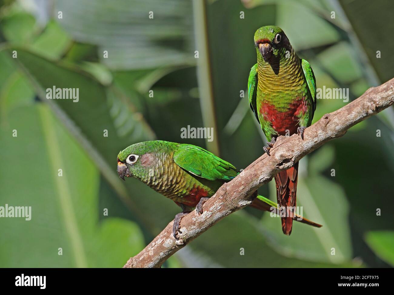 Maronbauchsittich (Pyrrhura frontalis frontalis) zwei Erwachsene auf Zweig REGUA, Atlantic Rainforest, Brasilien thront Juli Stockfoto