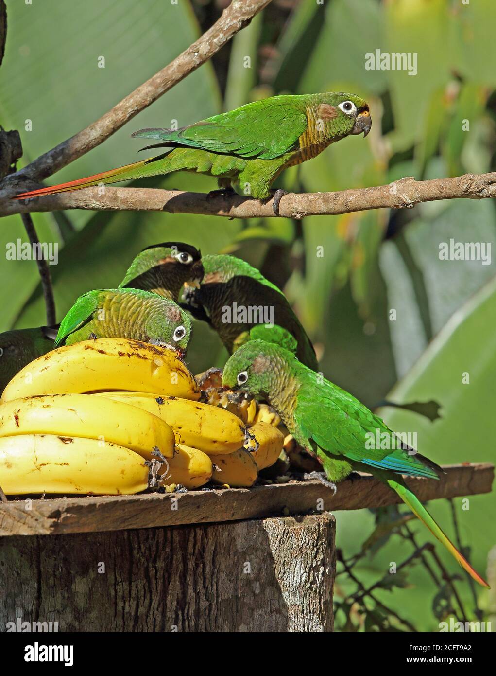 Rotbauchsittich (Pyrrhura frontalis frontalis) Futterschar am Vogeltisch REGUA, Atlantischer Regenwald, Brasilien Juli Stockfoto