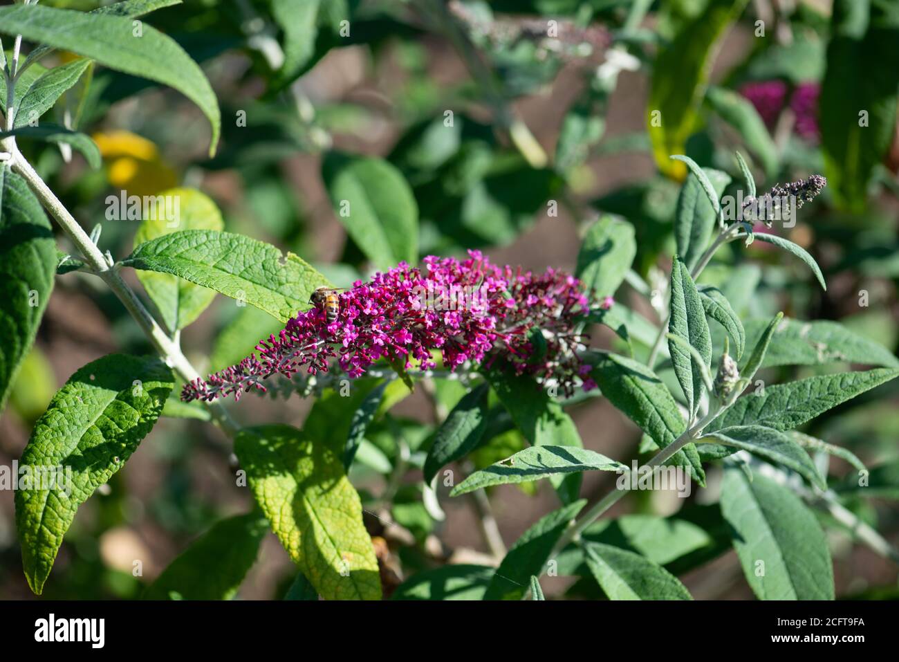 Buddleja Blumen im Sommer aufgenommen in der nationalen Sammlung In Hampshire Stockfoto