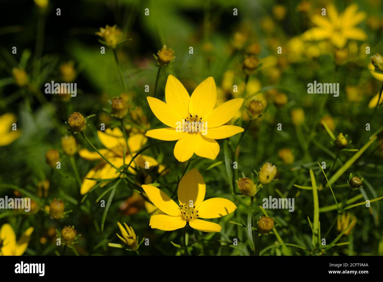 Schöne goldgelbe wrorled coreopsis (Coreopsis verticillata) in einem freien Grundstück in Ottawa, Ontario, Kanada. Stockfoto