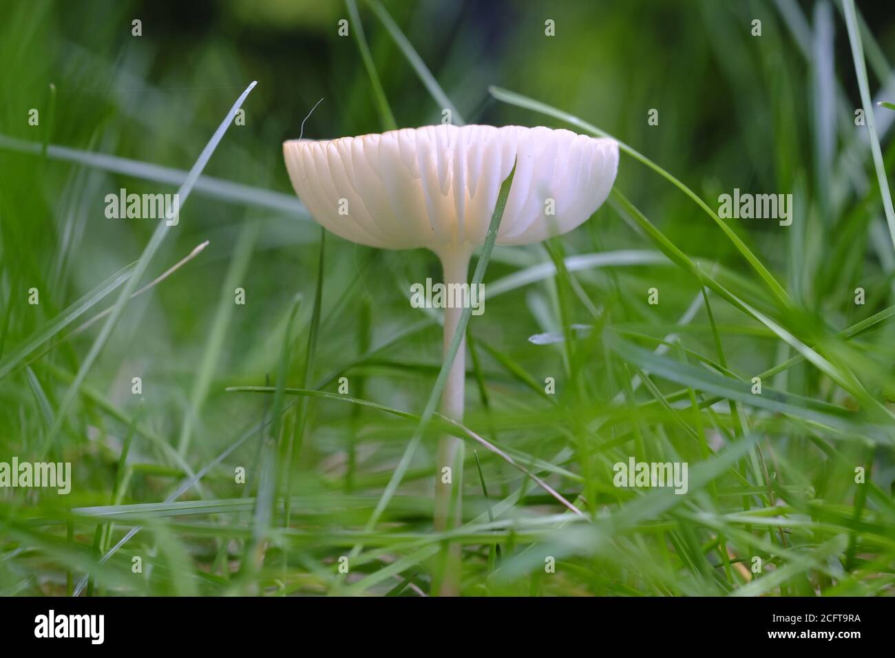 Einzelne zarte weiße Haube Pilz (Elfenbein? Engel?) Auf einer Wiese in Ottawa, Ontario, Kanada. Stockfoto