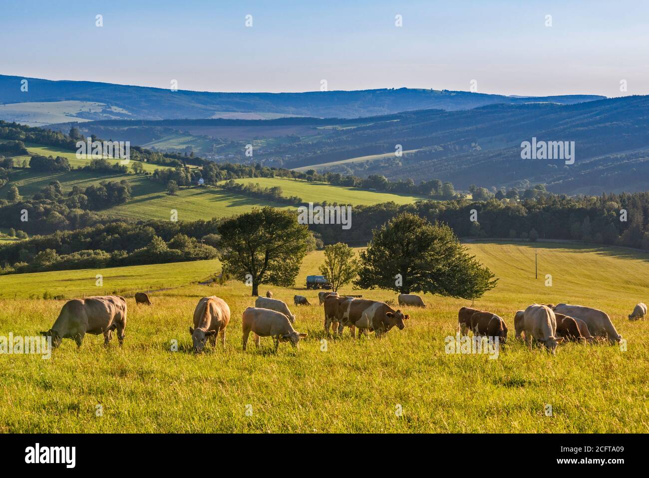 Rinder in den Weißen Karpaten, in der Nähe des Dorfes Lopenik, Zlin Region, Slovacko (Mährische Slowakei), Tschechische Republik Stockfoto