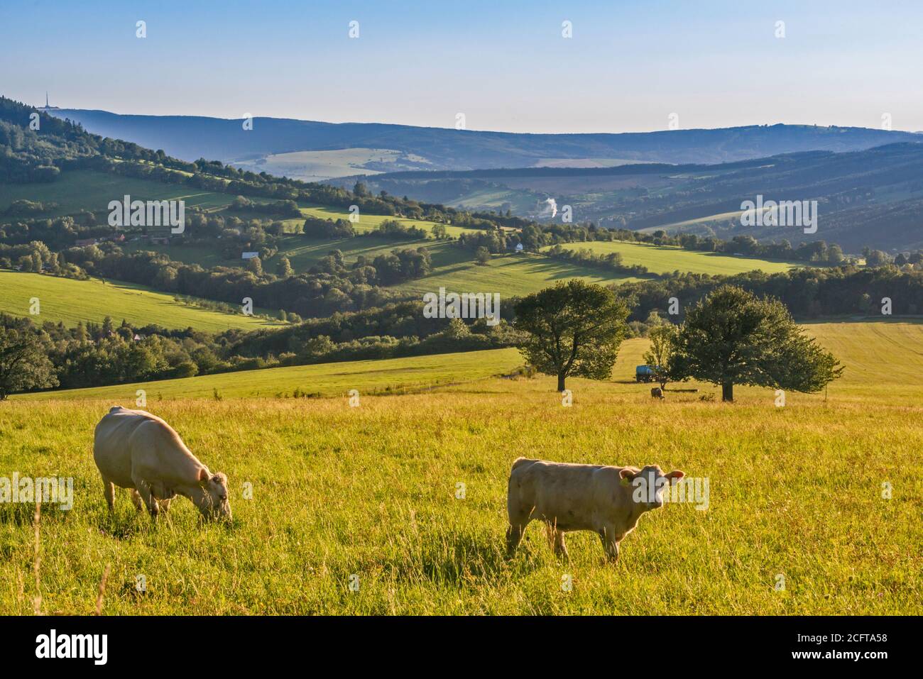 Rinder in den Weißen Karpaten, in der Nähe des Dorfes Lopenik, Zlin Region, Slovacko (Mährische Slowakei), Tschechische Republik Stockfoto