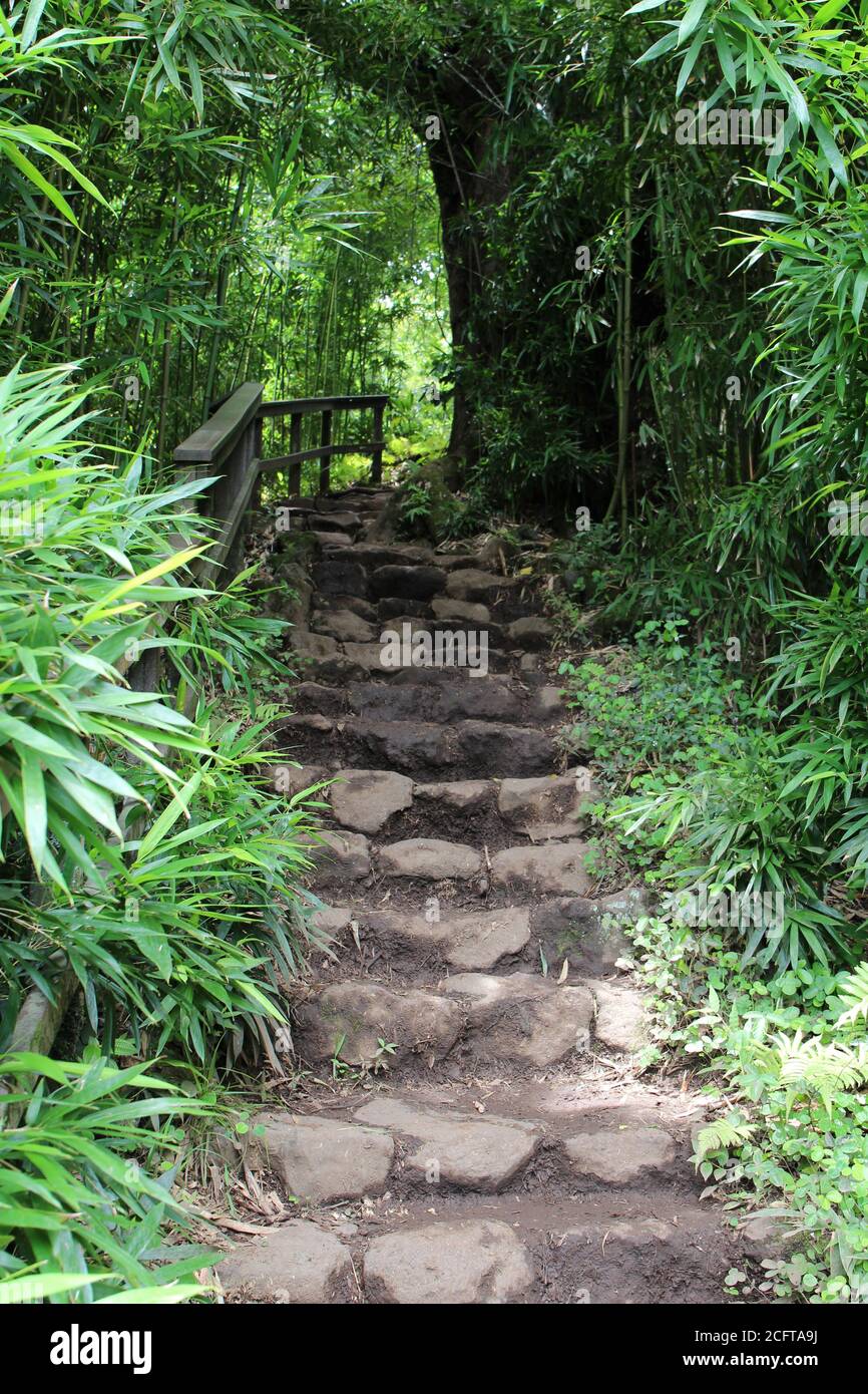 Steintreppen durch einen Bambuswald auf dem Pipiwai Trail im Haleakala National Park, Kipahulu, Maui, Hawaii Stockfoto