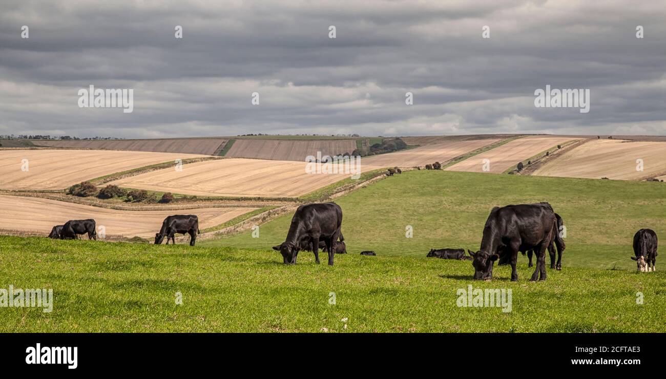 Sussex Cattle, Cissbury Ring Stockfoto