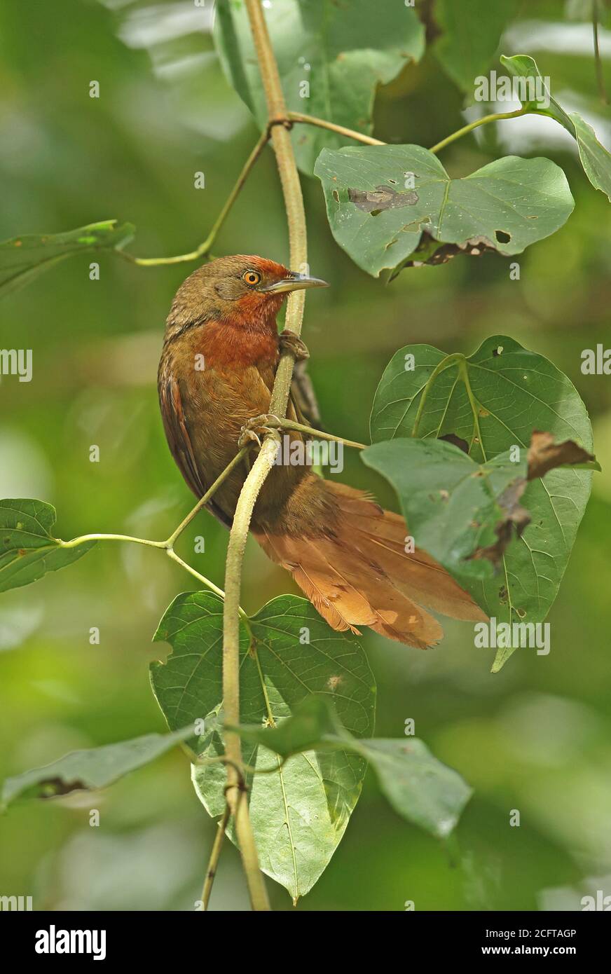 Orangenaugiger Thornvogel (Phacellodomus erythrophthalmus erythrophthalmus) Erwachsener, der sich an Zweig Caledonia klammert, Atlantischer Regenwald, Brasilien Juni Stockfoto