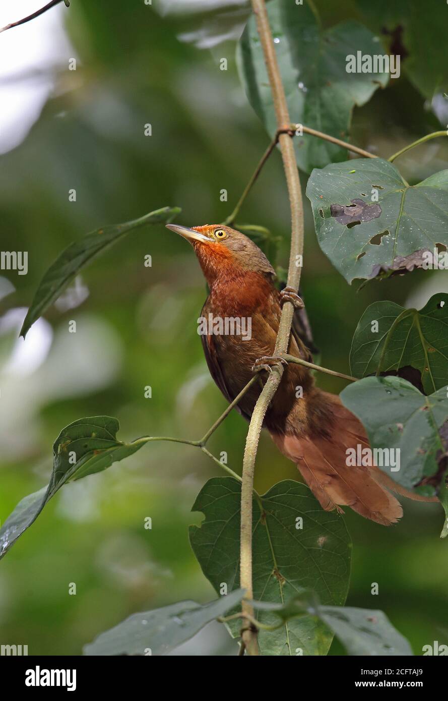 Orangenaugiger Thornvogel (Phacellodomus erythrophthalmus erythrophthalmus) Erwachsener, der sich an Zweig Caledonia klammert, Atlantischer Regenwald, Brasilien Juni Stockfoto