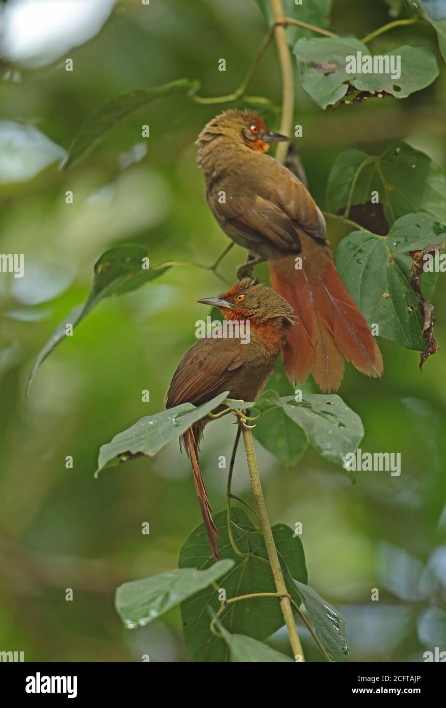 Orangenaugiger Thornbird (Phacellodomus erythrophthalmus erythrophthalmus) Paar auf dem Zweig Caledonia, Atlantic Rainforest, Brasilien Juni Stockfoto