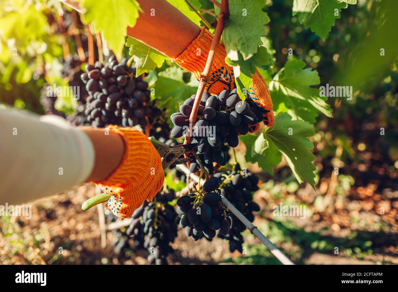 Landwirt Ernte von Trauben auf ökologischen Bauernhof. Frau schneidet Bündel von blauen Tisch Trauben mit Beschneiter Stockfoto