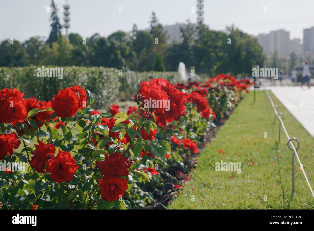 Rote Rosensträucher aus der Nähe in einem öffentlichen Park, vintage getönte. Schöne Landschaftsgestaltung in städtischen Parks Stockfoto