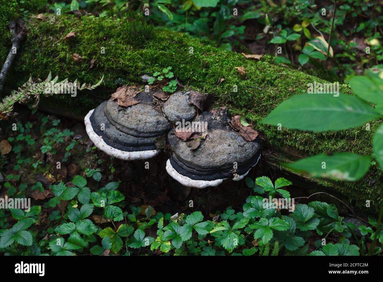 Zwei riesige schwarze und weiße Fungus auf einem Moos bedeckt Baumstamm Stockfoto