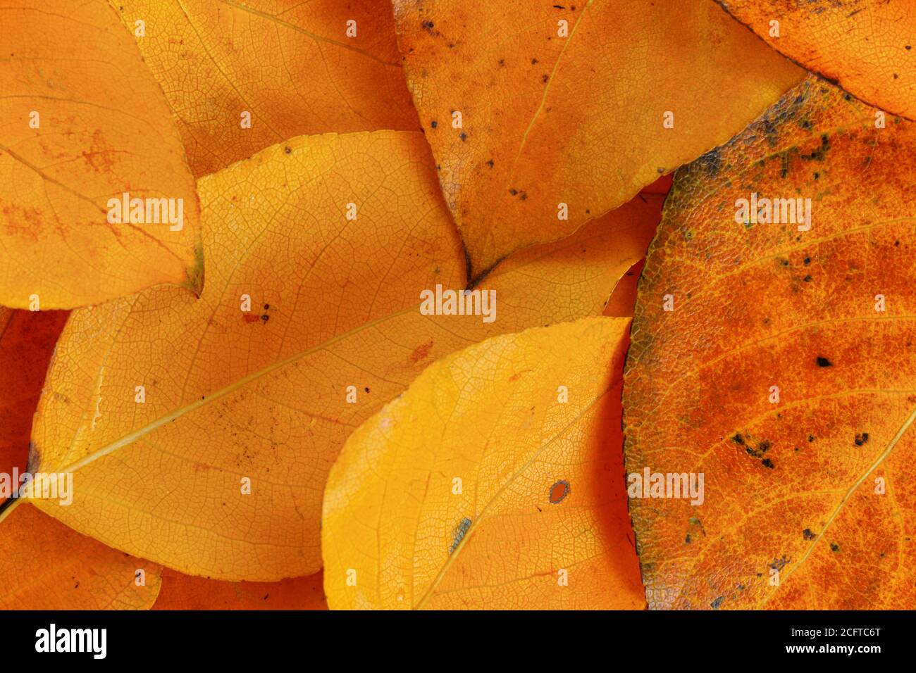 Leuchtend orange Herbstblätter, Nahaufnahme Detail von oben Stockfoto