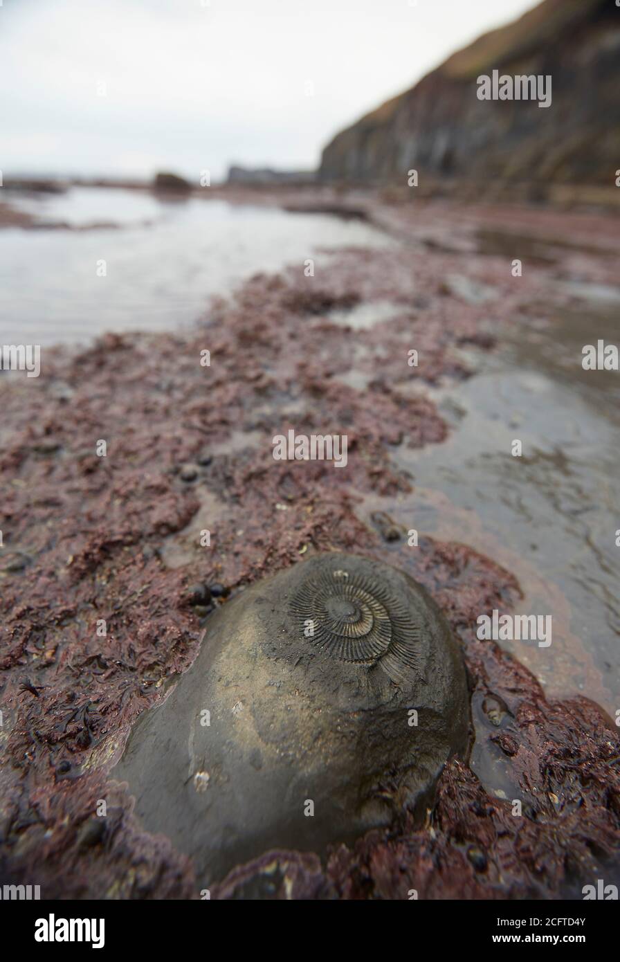 Ammonit-Fossil im Grundgestein bei Sandend, nördlich von Whitby, North Yorkshire. Einer der besten Orte an der Ostküste, um Fossilienjagd zu gehen. Stockfoto