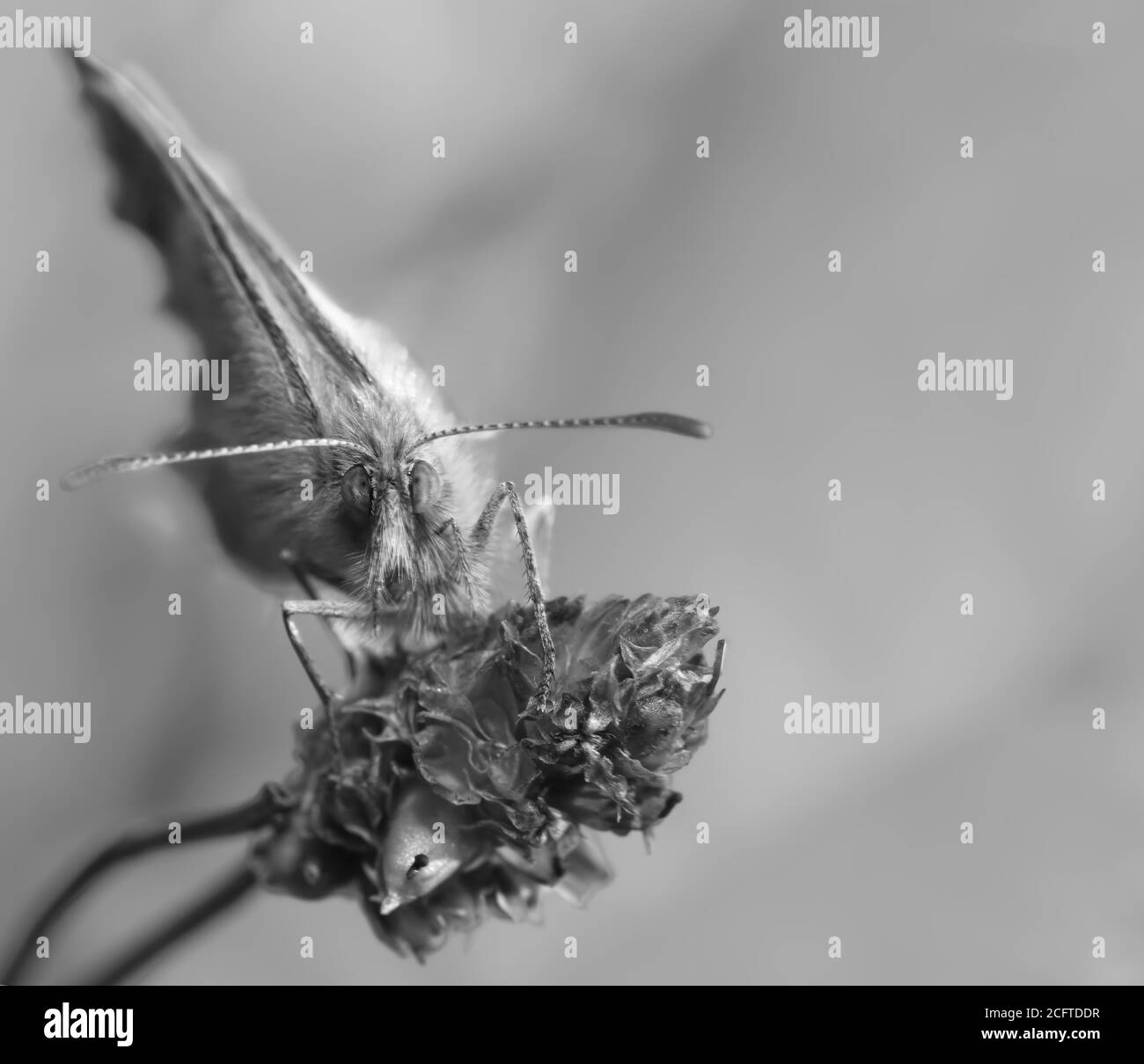 Wiese braunen Schmetterling im Makro Stockfoto
