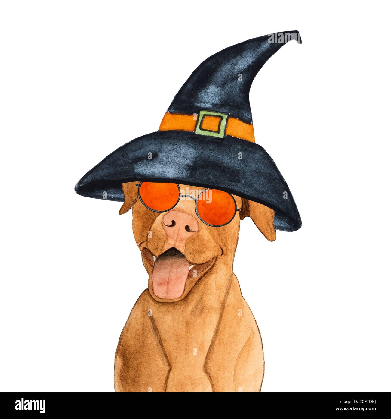 Liebenswerte, hübsche Welpe in Schokoladenfarbe. Nahaufnahme Stockfoto