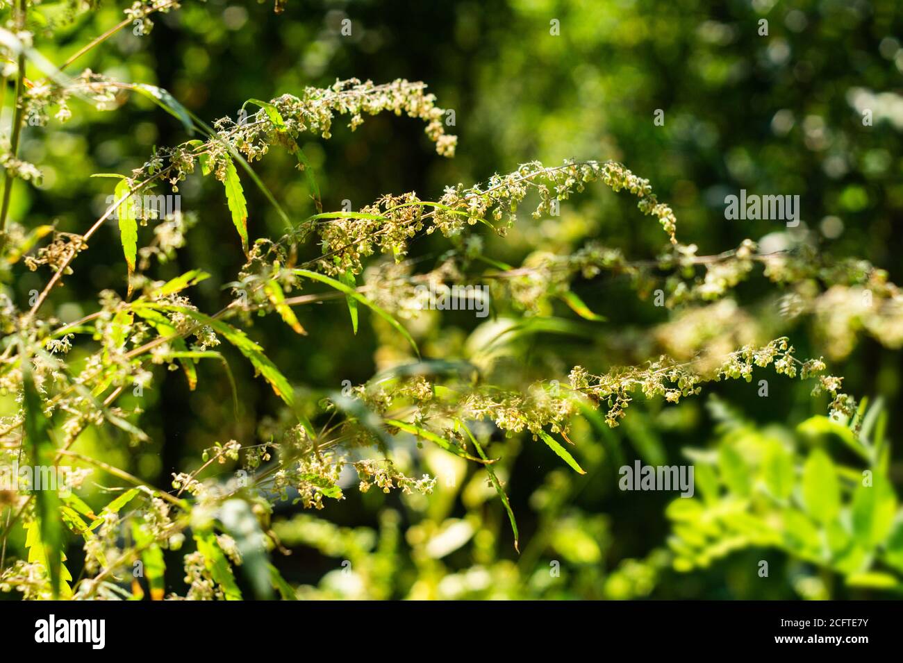 Blätter und Blütenstände von blühendem Hanf im Garten Stockfoto